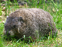 Wv ground hog frenchcreekfreddy