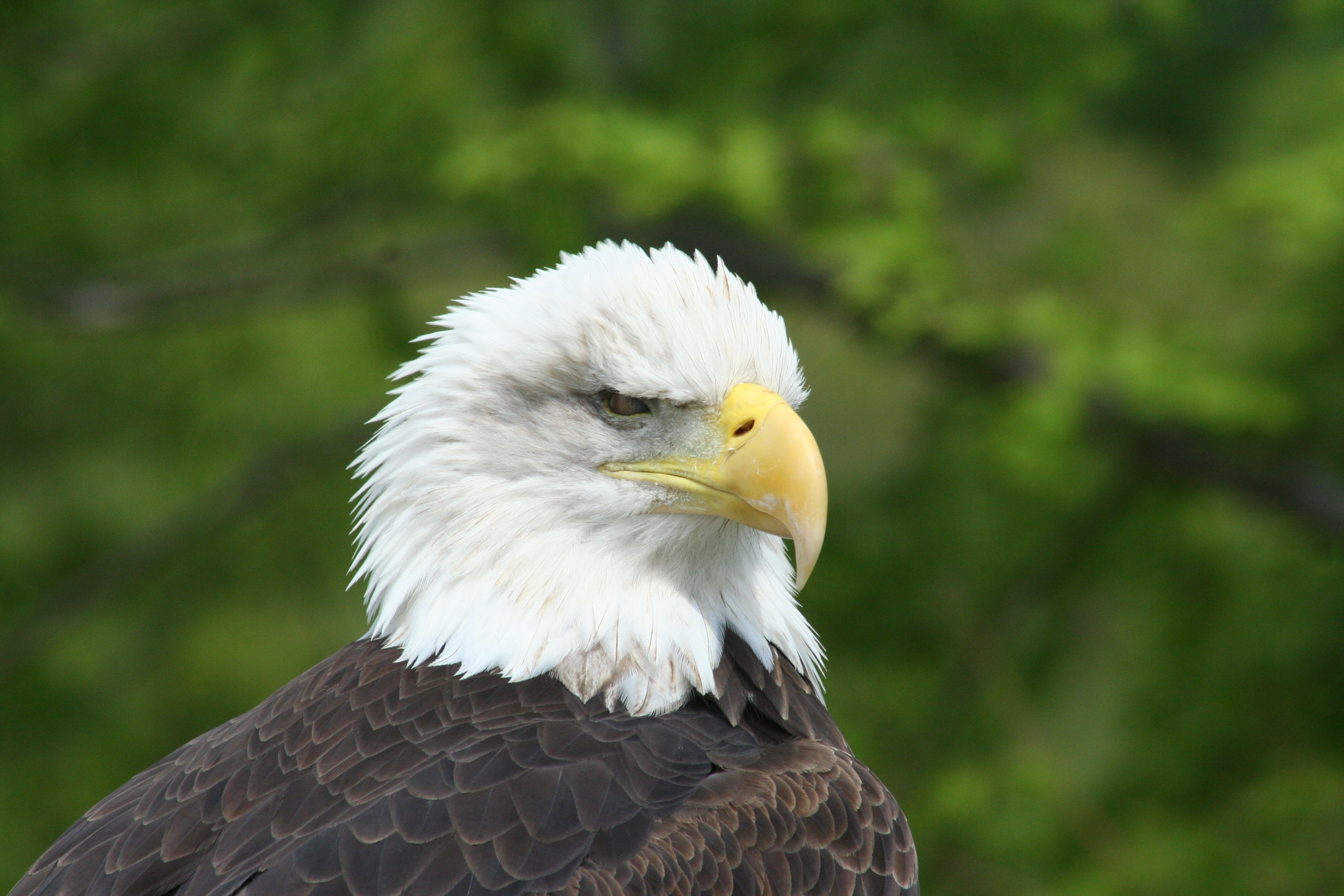 Eagle